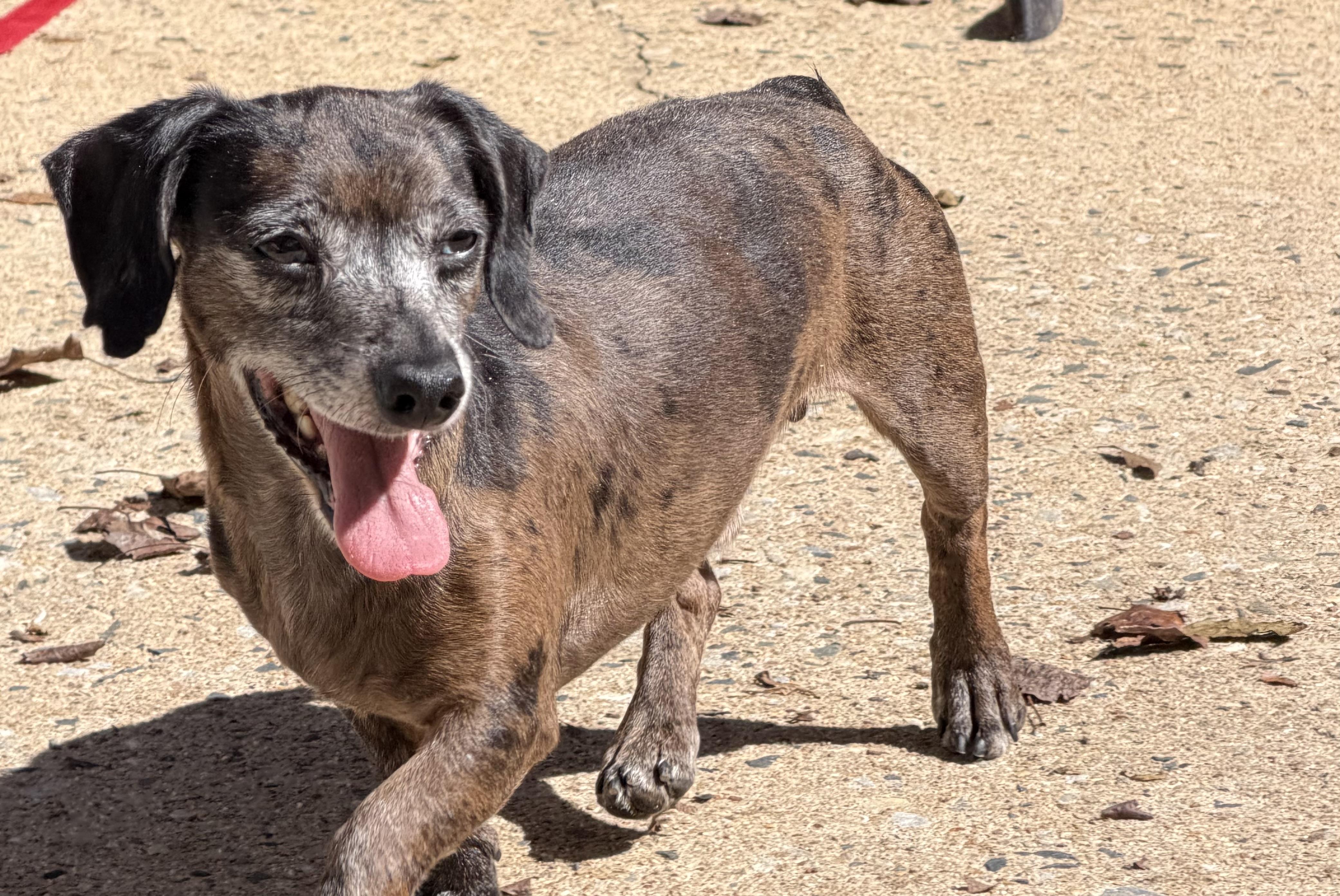 Enlarge CJ, a Adoptable Dachshund in Kings Mountain, NC image 3/6