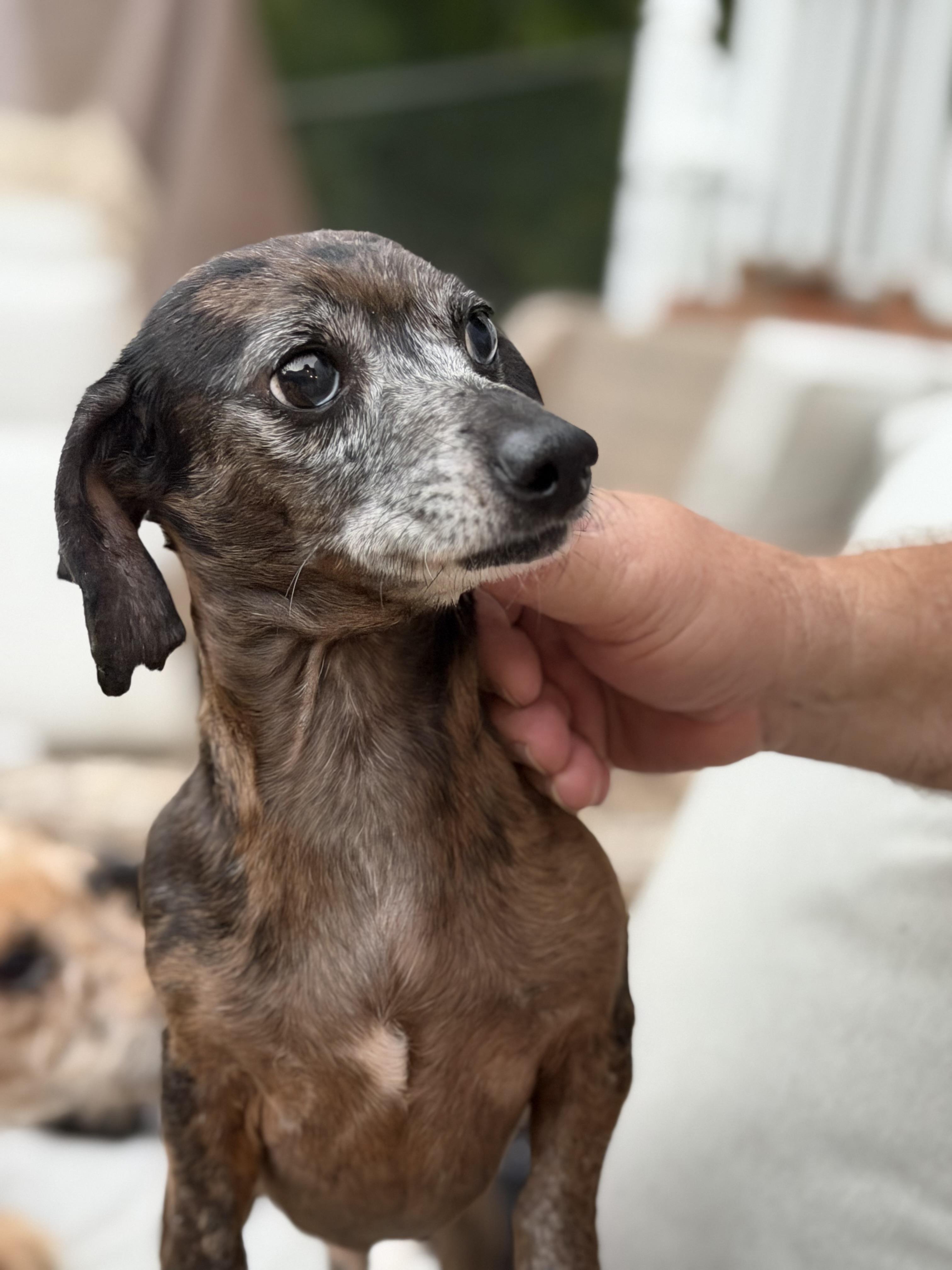 Enlarge CJ, a Adoptable Dachshund in Kings Mountain, NC image 5/6