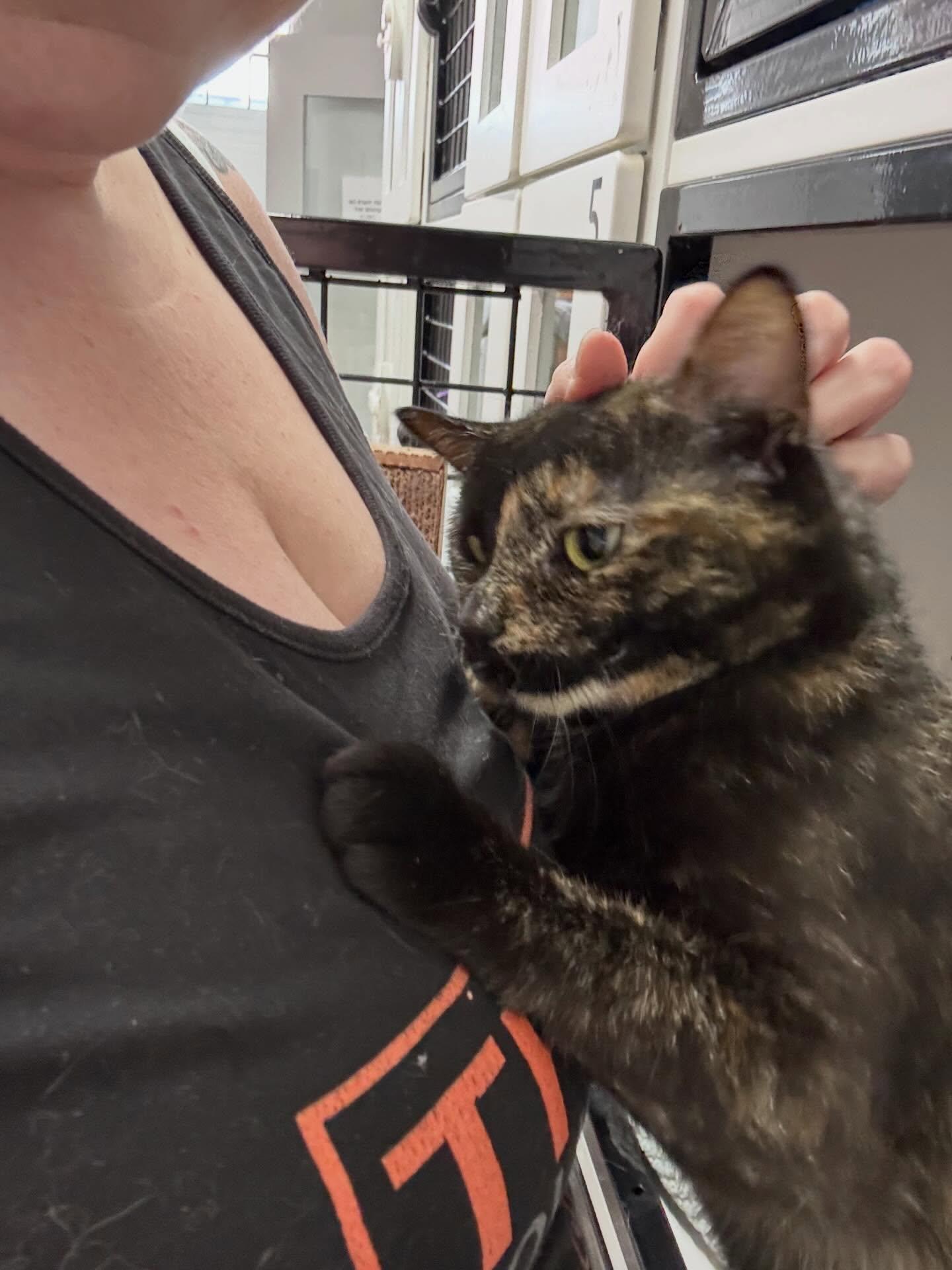 Jack-In-The-Box, a ADOPTABLE Domestic Short Hair in Philadelphia, PA image 3/4