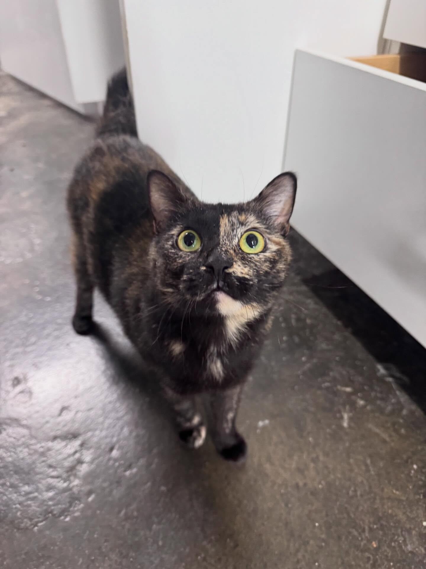 Jack-In-The-Box, a ADOPTABLE Domestic Short Hair in Philadelphia, PA image 1/4