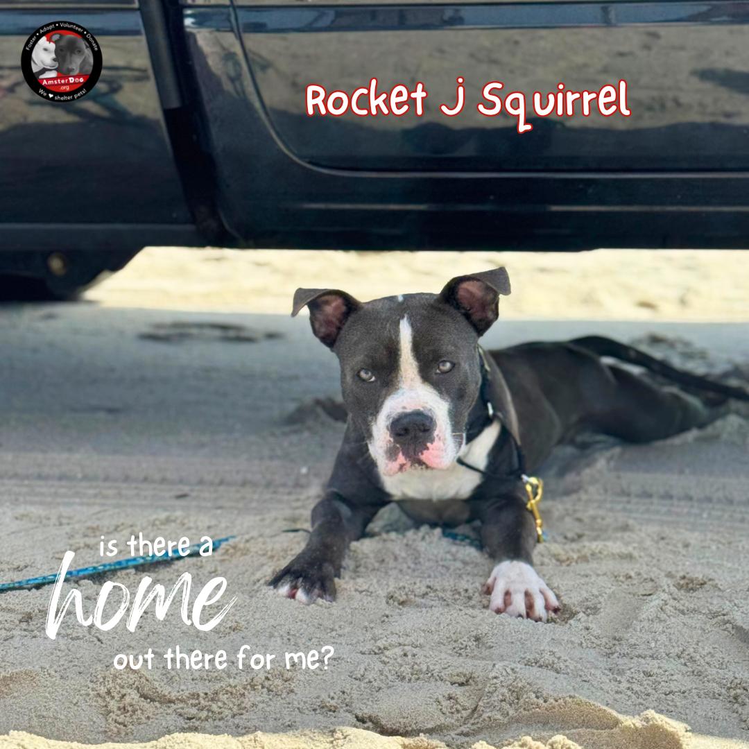 Rocket Squirrel