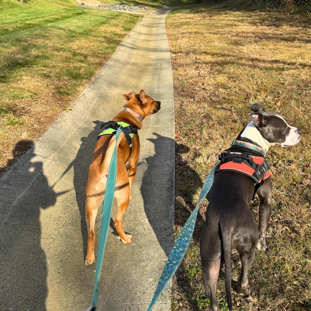 Enlarge Rocket Squirrel, an adopted Pit Bull Terrier in TOMS RIVER, NJ image 1/6