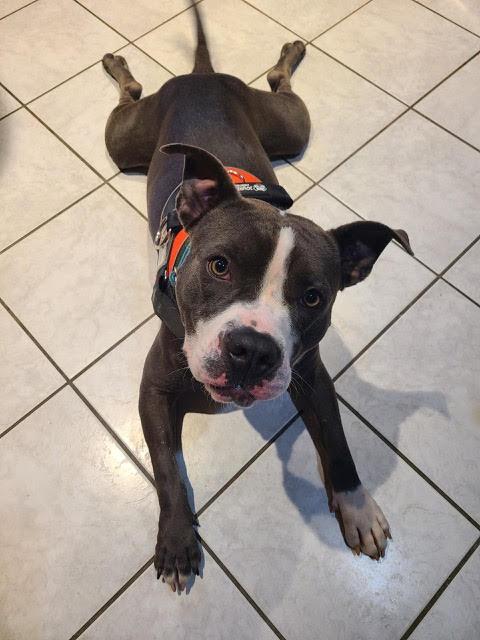 Rocket Squirrel thumbnail 3