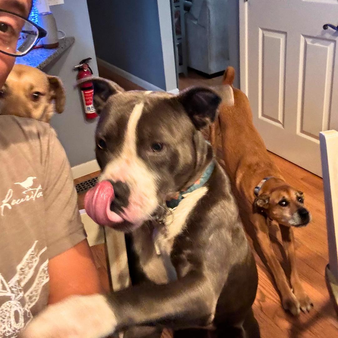 Enlarge Rocket Squirrel, an adopted Pit Bull Terrier in TOMS RIVER, NJ image 4/6