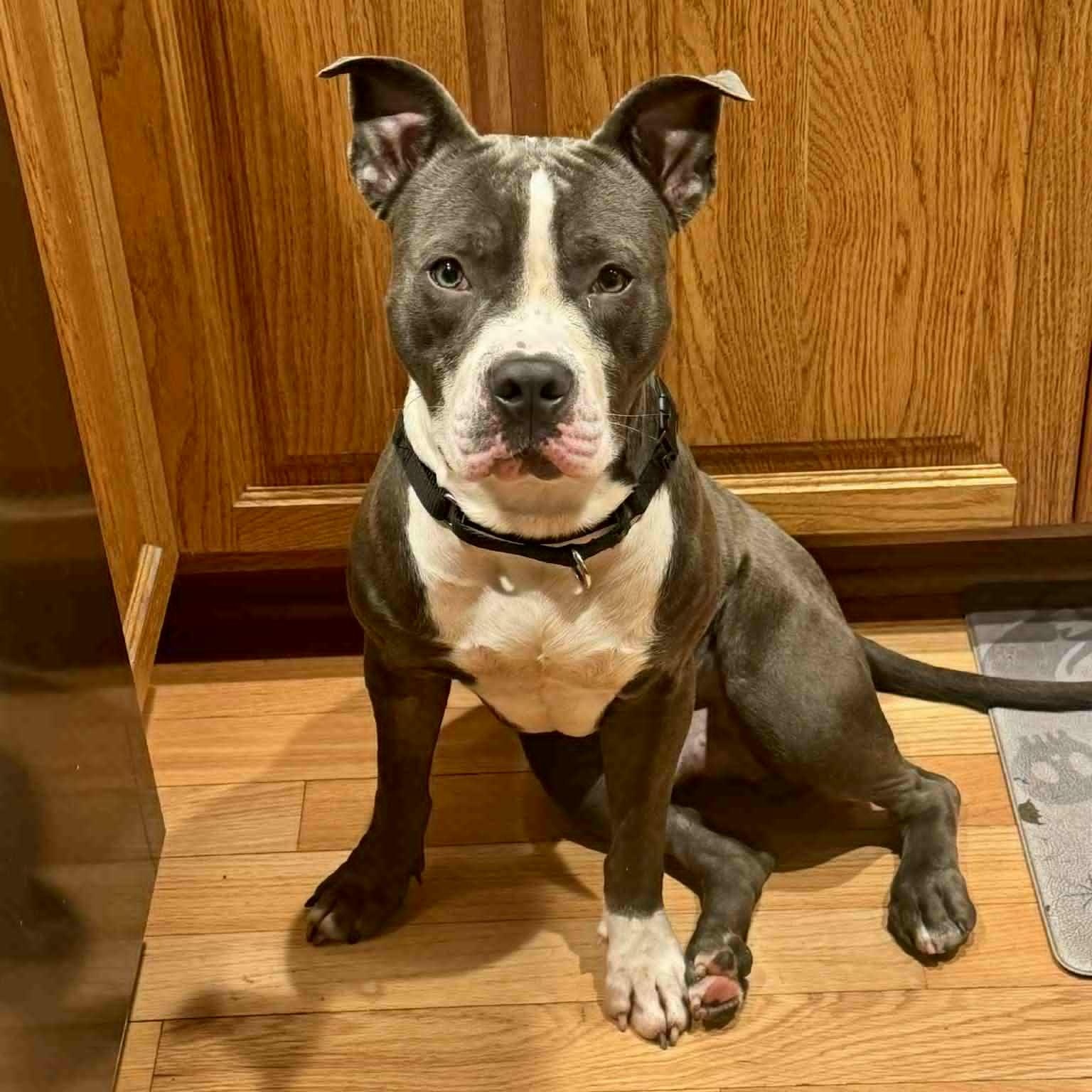 Rocket Squirrel thumbnail 6