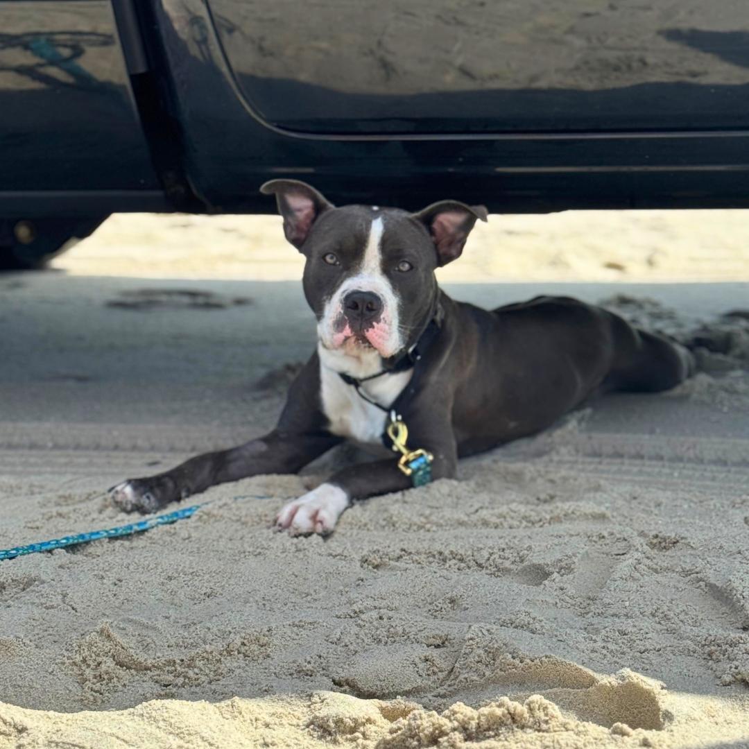 Enlarge Rocket Squirrel, an adopted Pit Bull Terrier in TOMS RIVER, NJ image 5/6