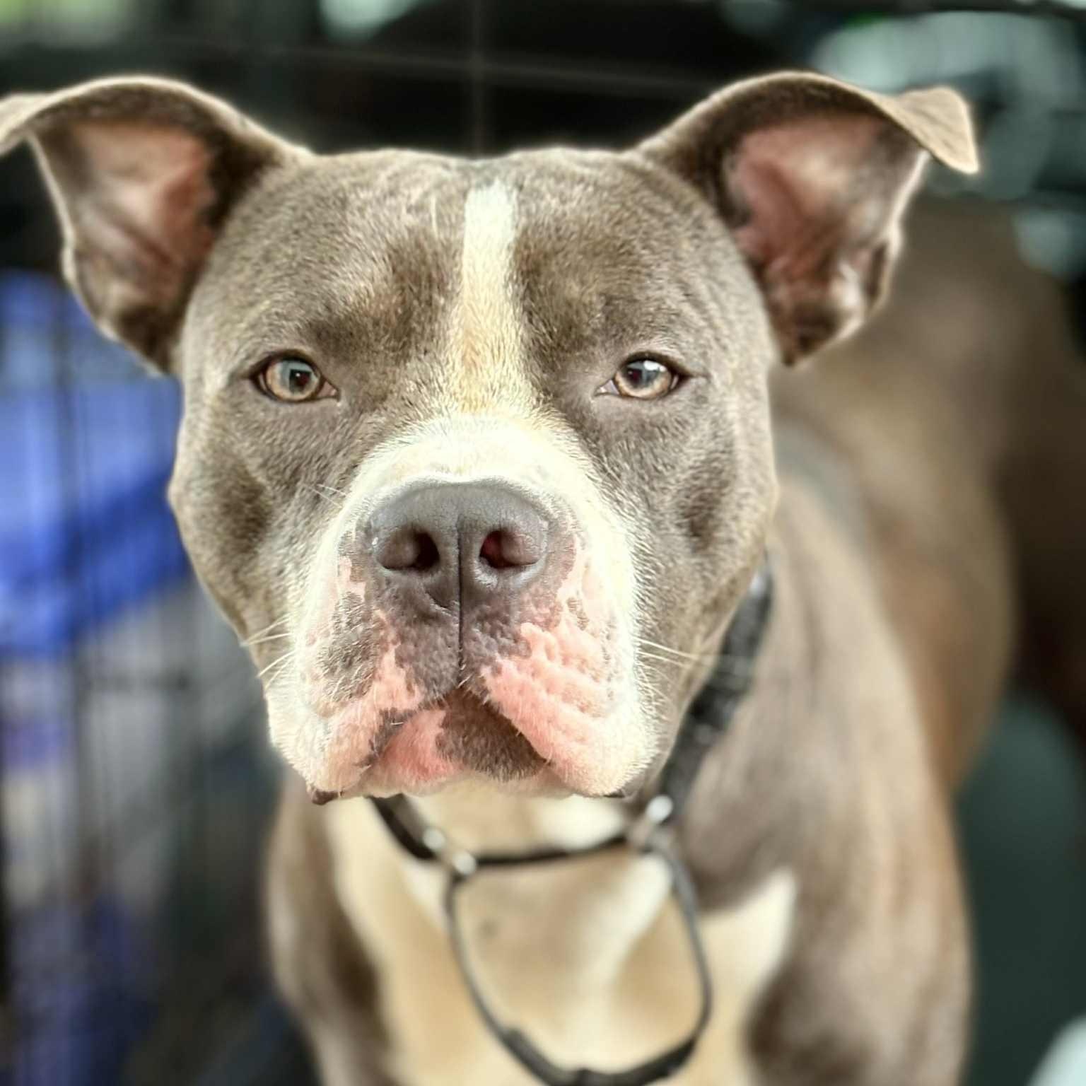 Enlarge Rocket Squirrel, an adopted Pit Bull Terrier in TOMS RIVER, NJ image 6/6