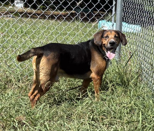 Lucky, Adoptable, Adult Male Coonhound.