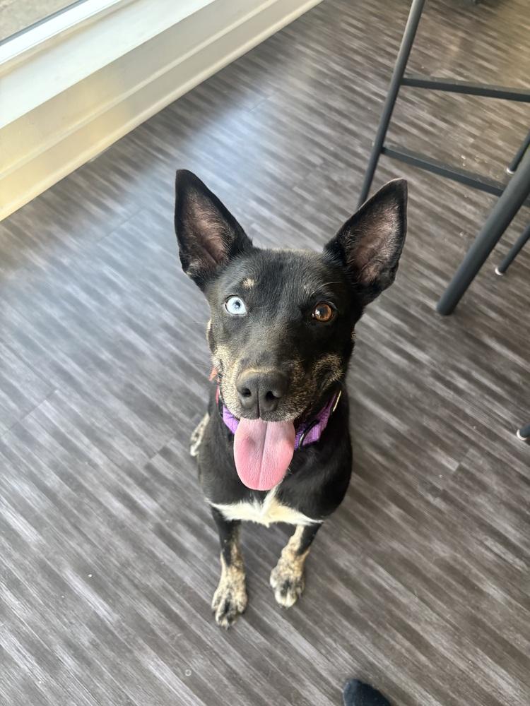 Elektra, a Adoptable mixed breed in St. Petersburg, FL image 1/6