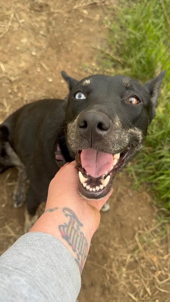 Elektra, a Adoptable mixed breed in St. Petersburg, FL image 2/6