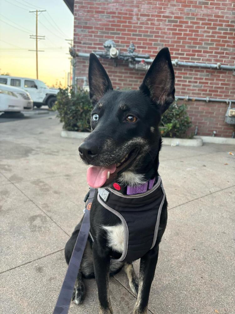 Elektra, a Adoptable mixed breed in St. Petersburg, FL image 3/6