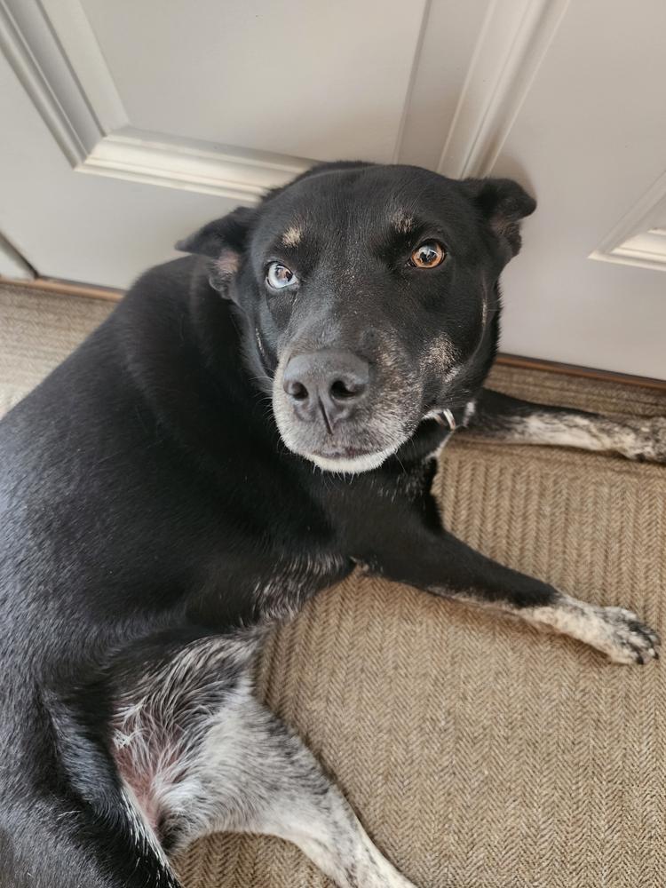 Elektra, a Adoptable mixed breed in St. Petersburg, FL image 4/6