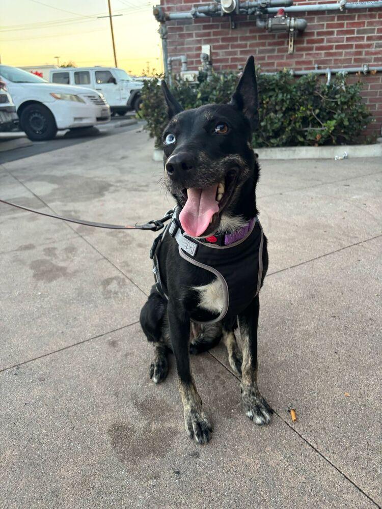 Elektra, a Adoptable mixed breed in St. Petersburg, FL image 5/6