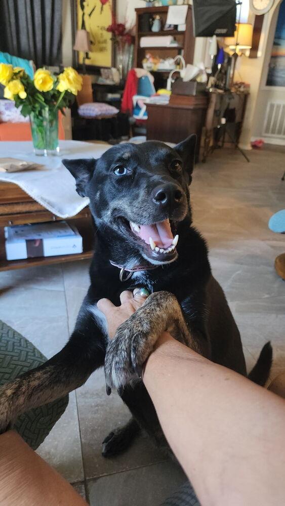 Enlarge Elektra, a Adoptable mixed breed in St. Petersburg, FL image 6/6