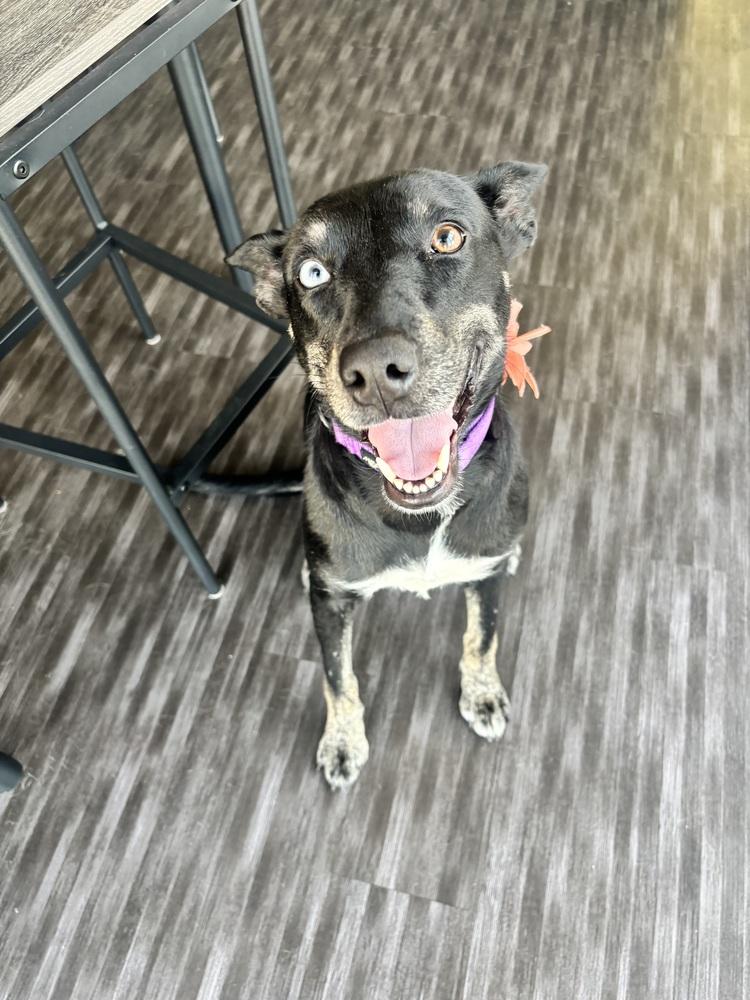 Elektra, a Adoptable mixed breed in St. Petersburg, FL image 6/6