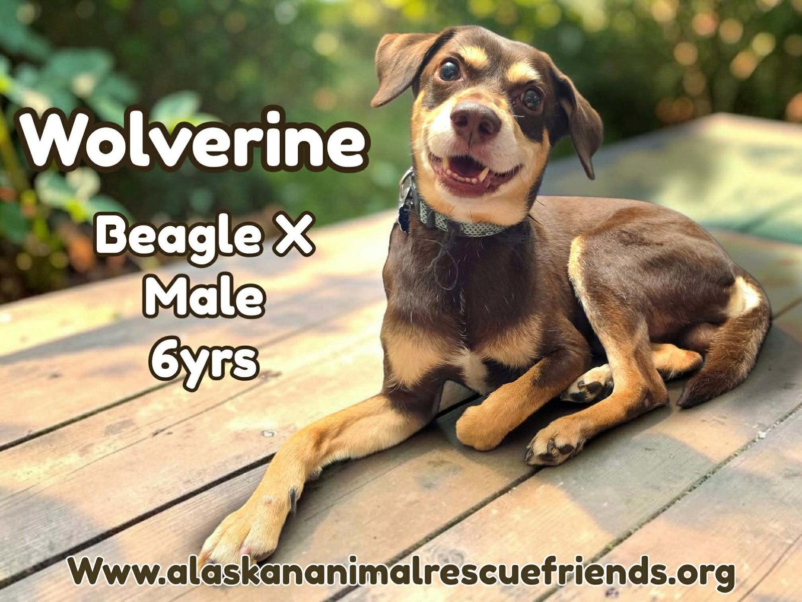 Wolverine, Adoptable, Adult Male Beagle & Husky.