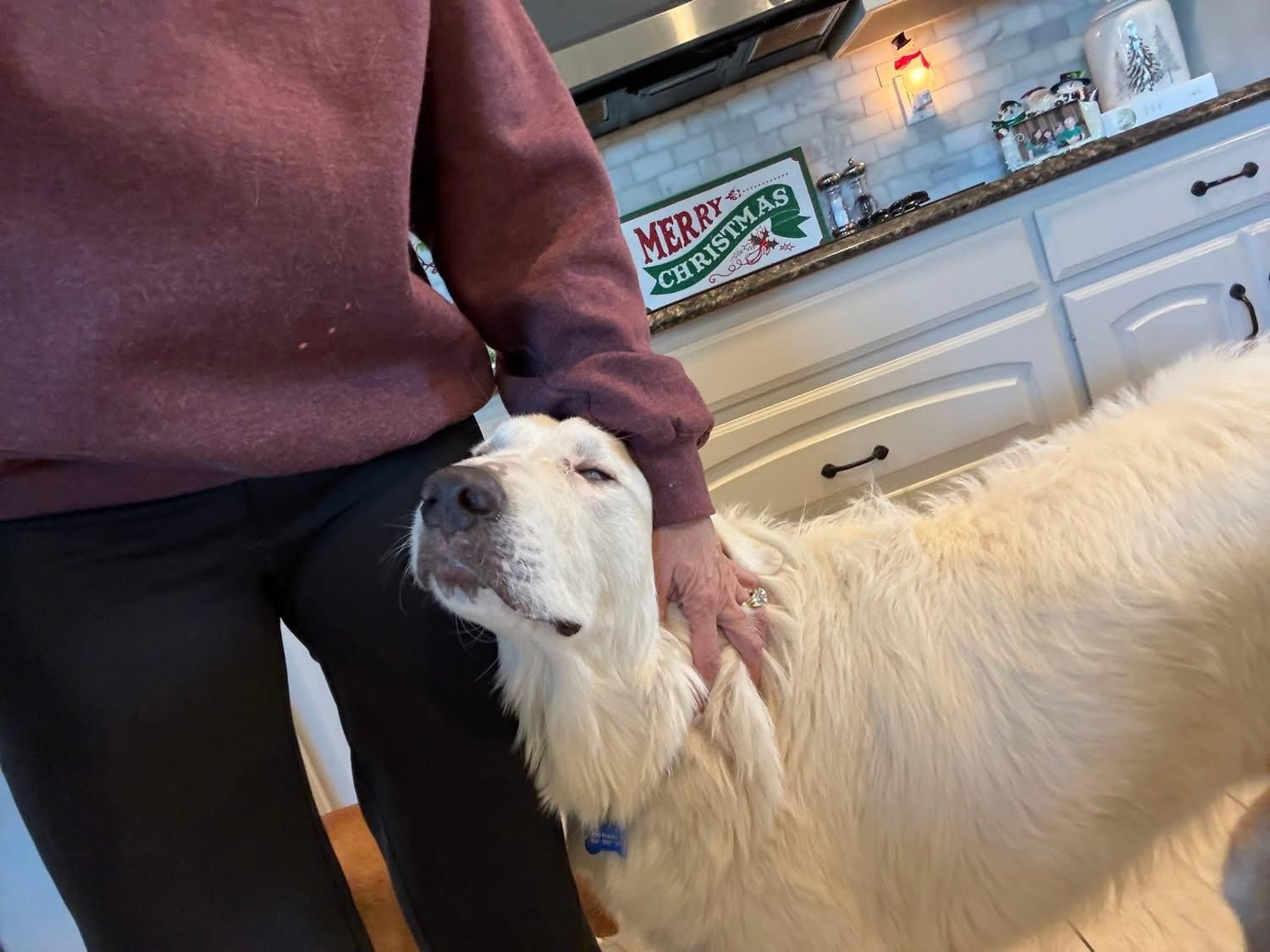 Enlarge Ed, a ADOPTABLE mixed breed in Southlake, TX image 4/6