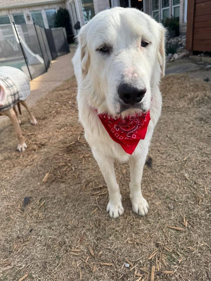 Enlarge Ed, a ADOPTABLE mixed breed in Southlake, TX image 2/6