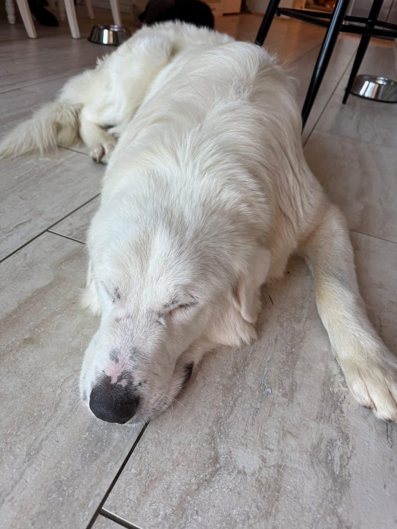 Enlarge Ed, a ADOPTABLE mixed breed in Southlake, TX image 6/6