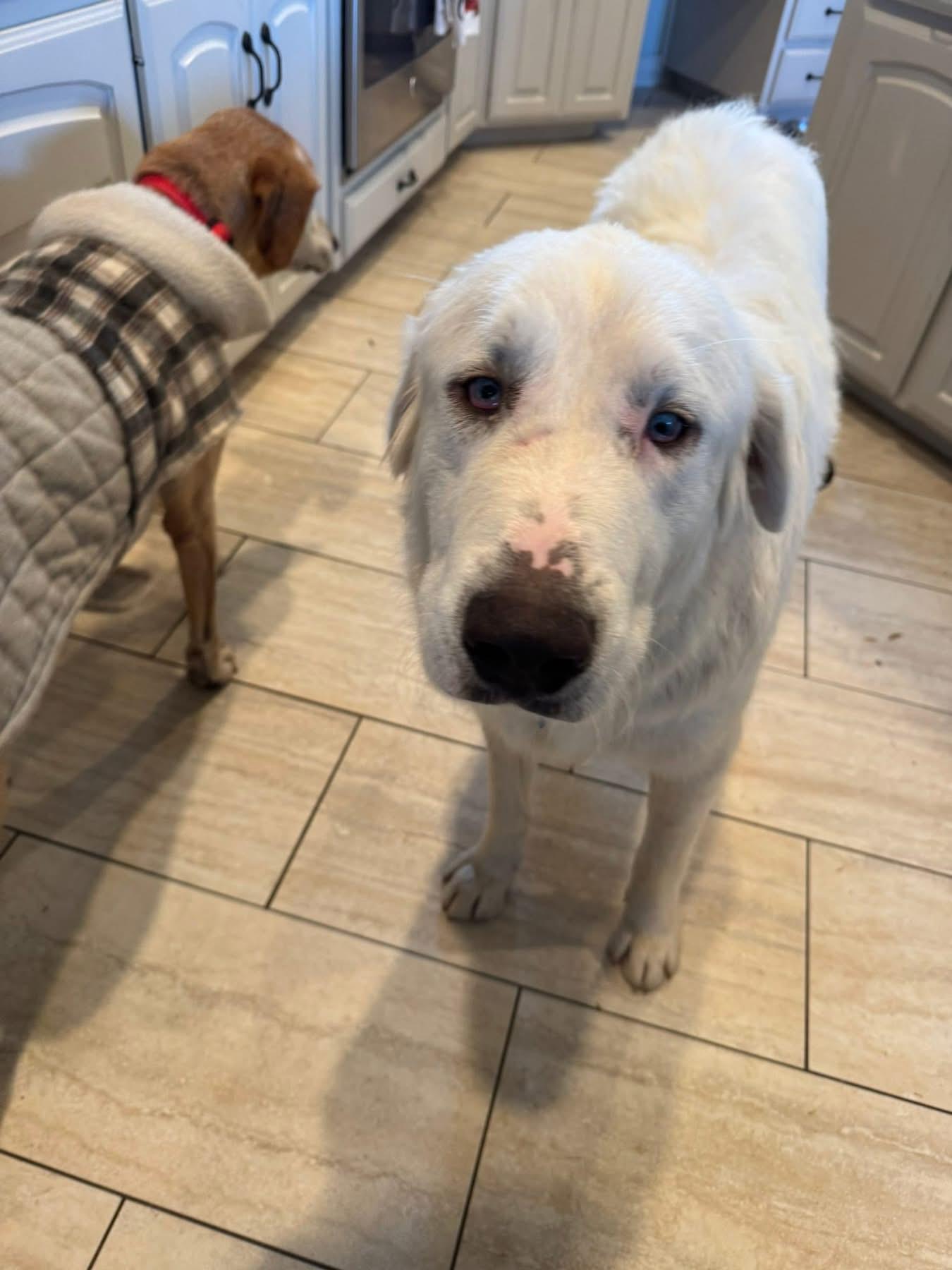 Enlarge Ed, a ADOPTABLE mixed breed in Southlake, TX image 3/6