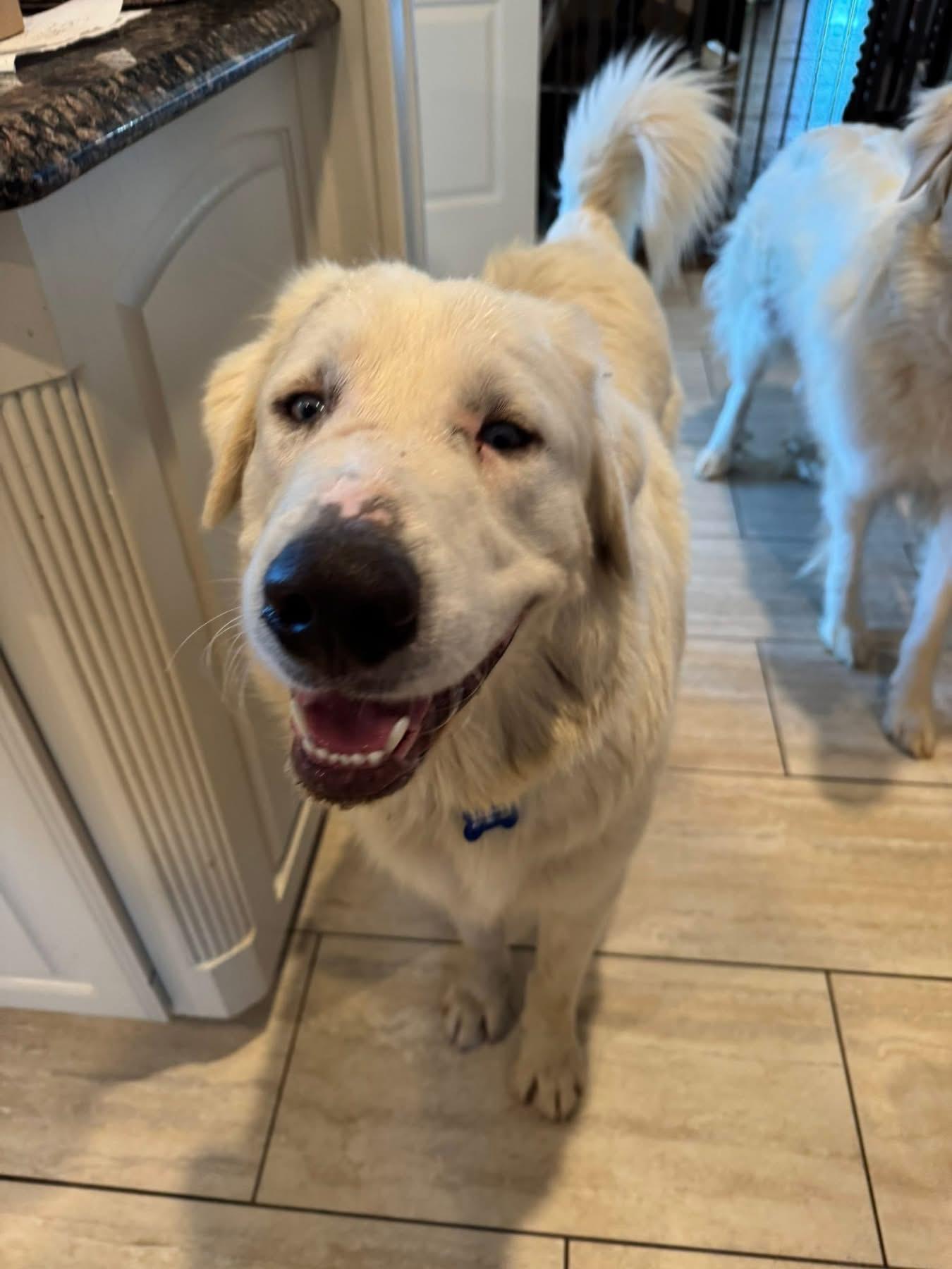 Enlarge Ed, a ADOPTABLE mixed breed in Southlake, TX image 5/6