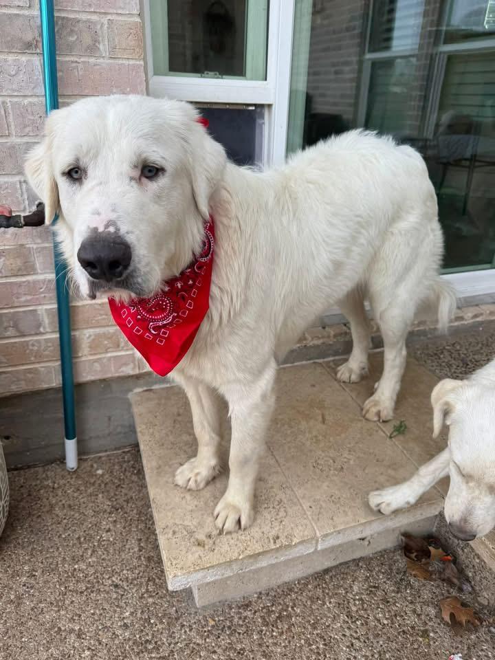 Ed, ADOPTABLE, Adult Male Great Pyrenees.