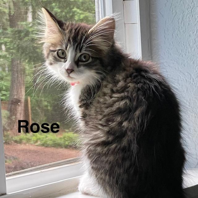 Enlarge Rose, a ADOPTABLE Domestic Medium Hair in Olympia, WA image 1/1