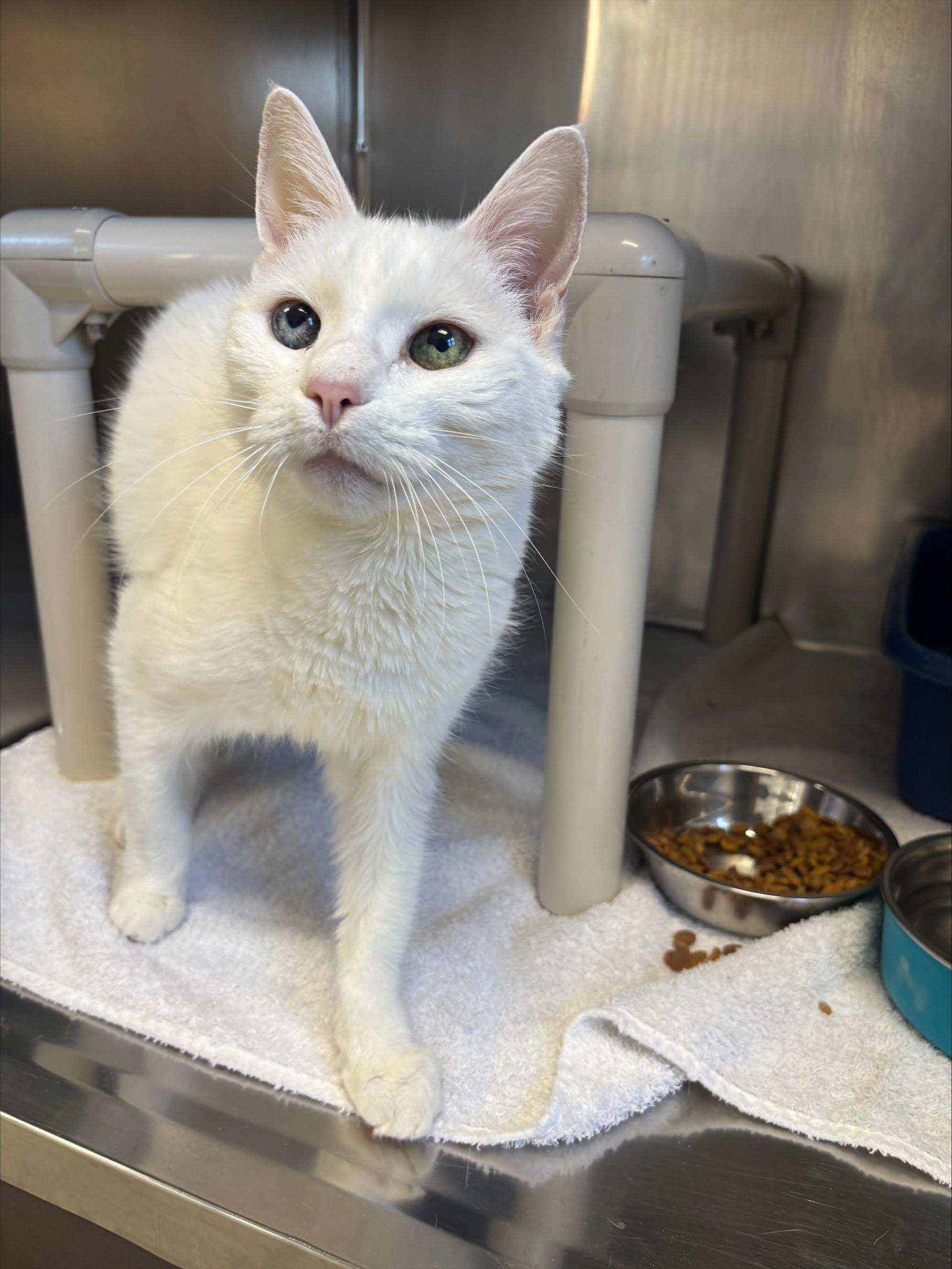 Puffy, ADOPTABLE, Senior Female Domestic Short Hair.