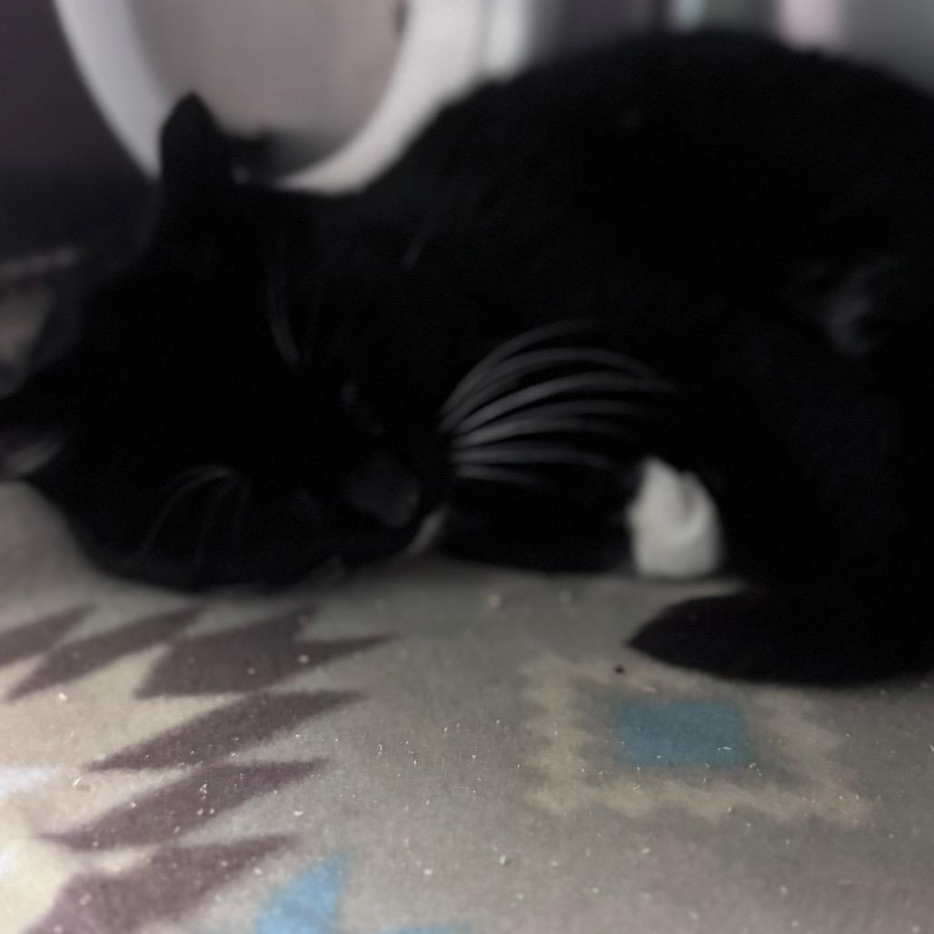 Fernando, Adoptable, Adult Male Domestic Short Hair.