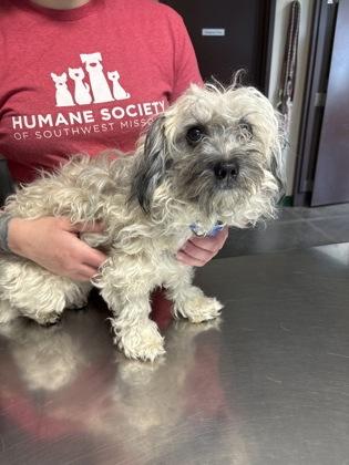 Enlarge Chino, an adopted mixed breed in Springfield, MO image 1/1