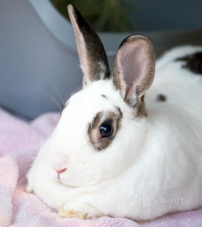 Buneary, a ADOPTABLE American in Reisterstown, MD image 1/2
