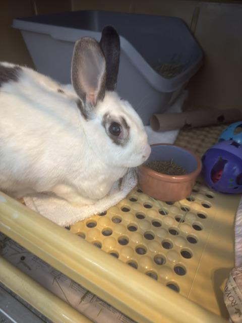 Buneary, a ADOPTABLE American in Reisterstown, MD image 2/2