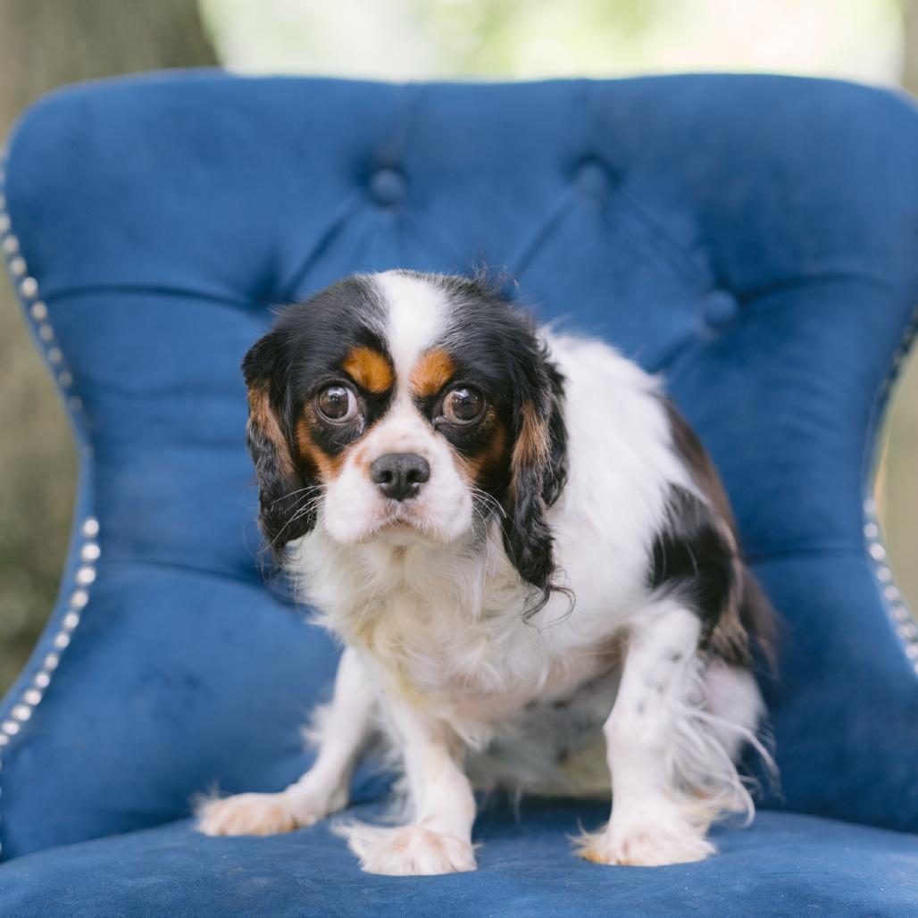 Olympia, ADOPTABLE, Adult Female Cavalier King Charles Spaniel.