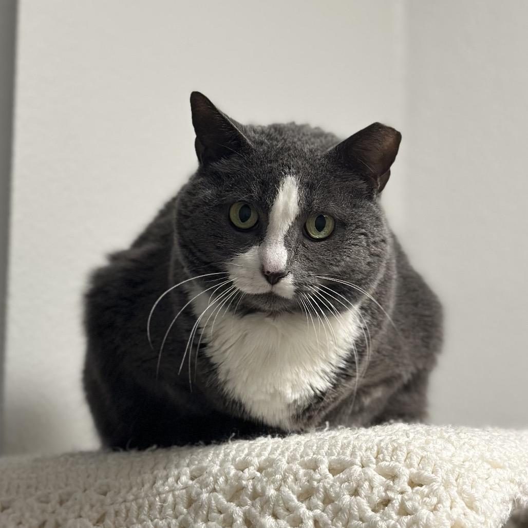 Thea, Adoptable, Senior Female Domestic Short Hair.