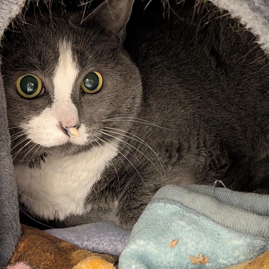 Thea, a Adoptable Domestic Short Hair in Titusville, FL image 1/3