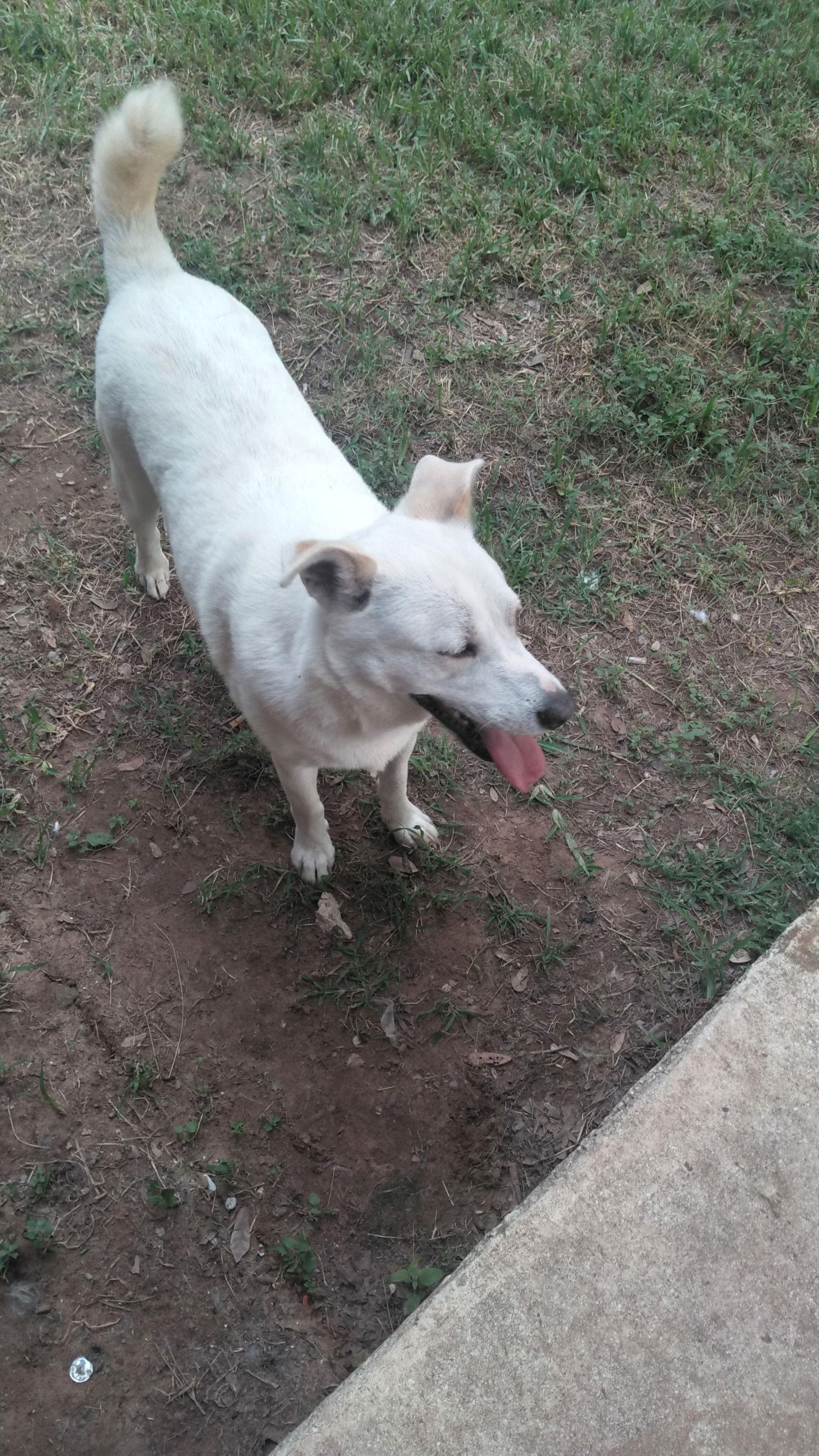 Jamie, Adoptable, Young Male Husky & German Shepherd Dog.