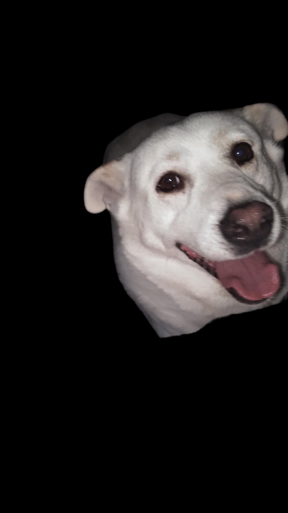 Jamie, a Adoptable mixed breed in Orange Grove, TX image 3/3