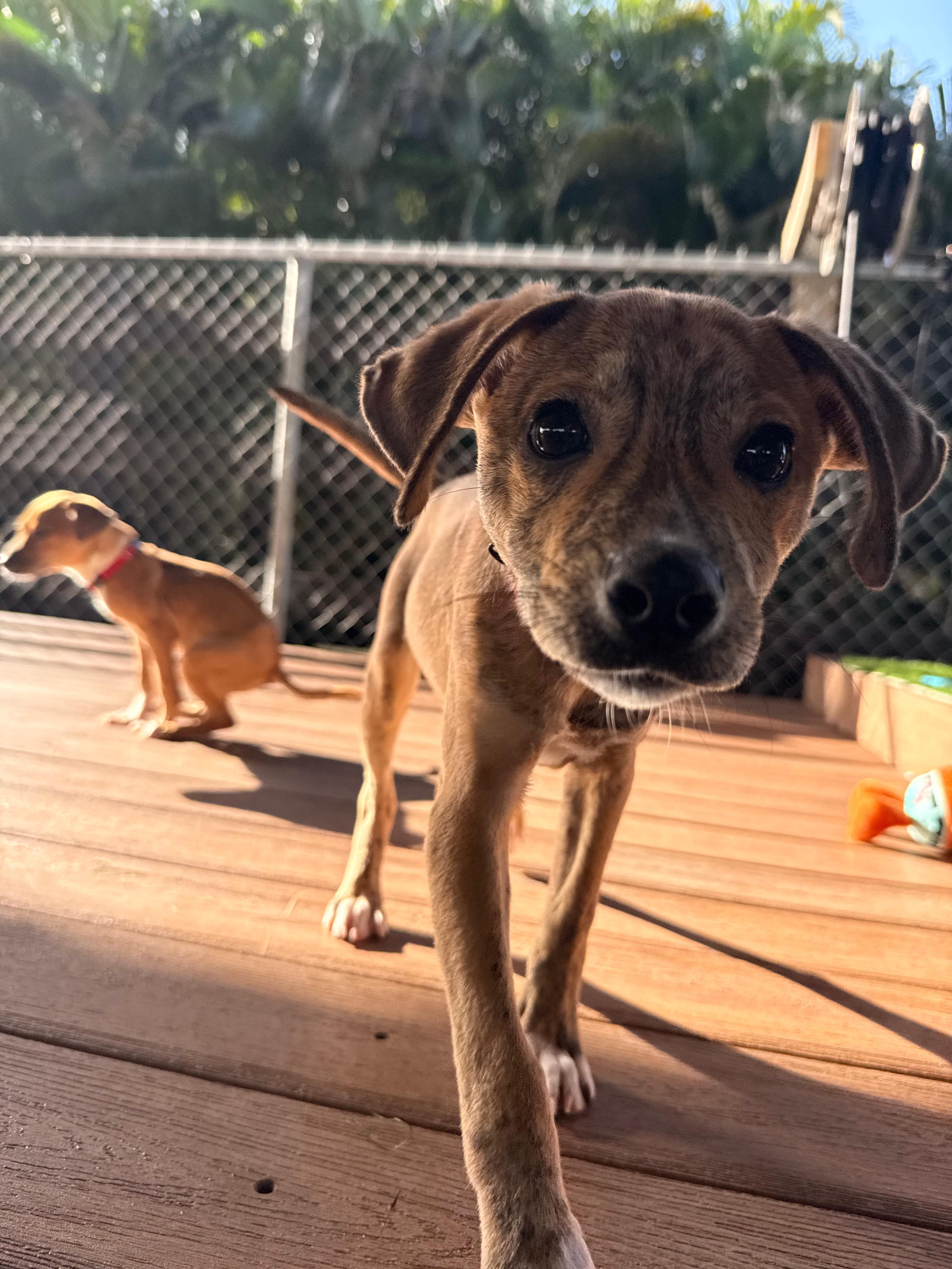 Enlarge Paco, a Adoptable mixed breed in Brooklyn, NY image 2/4