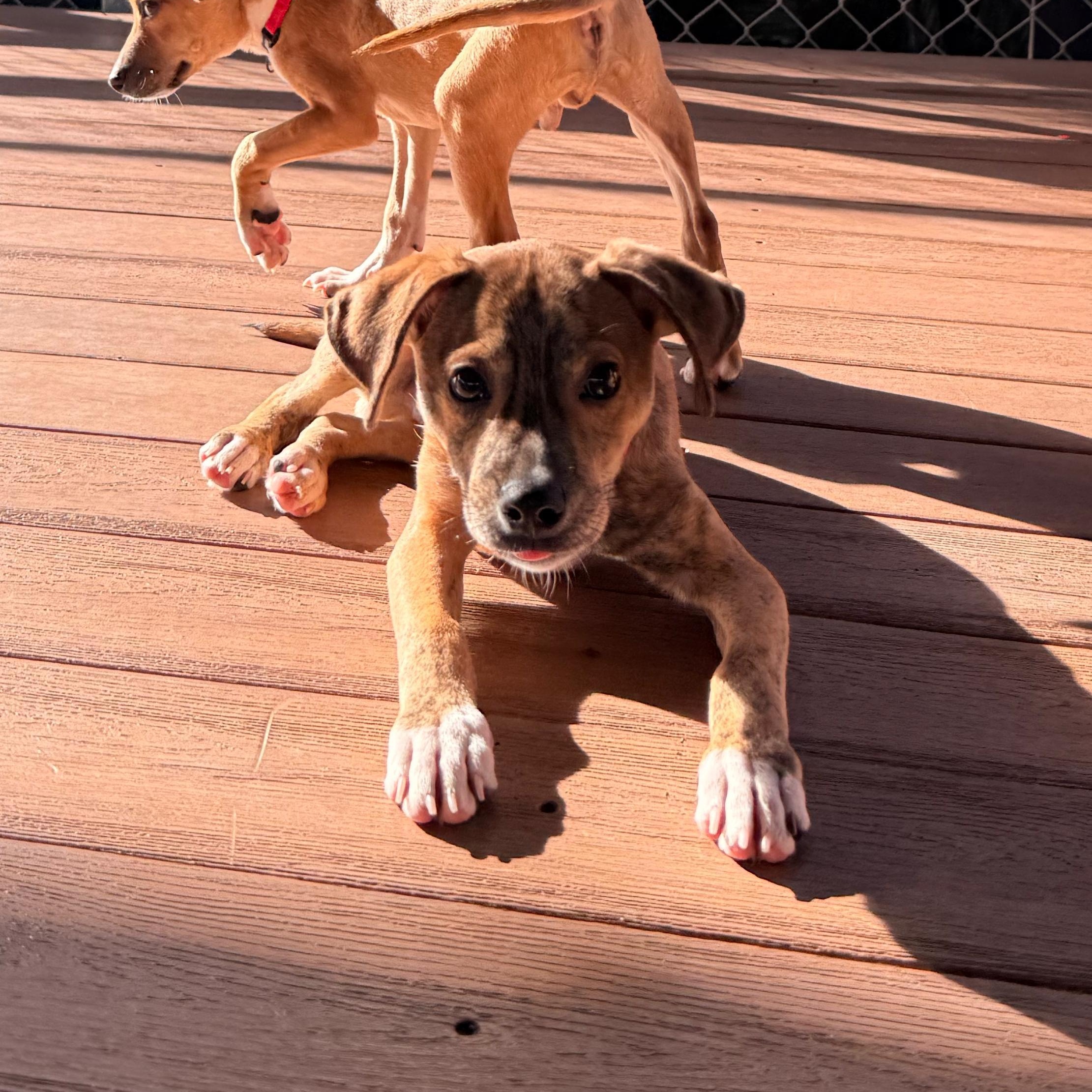 Enlarge Paco, a Adoptable mixed breed in Brooklyn, NY image 4/4