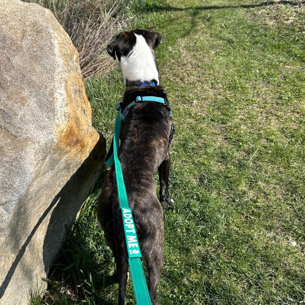 Davis, Adoptable, Young Male Mixed Breed.