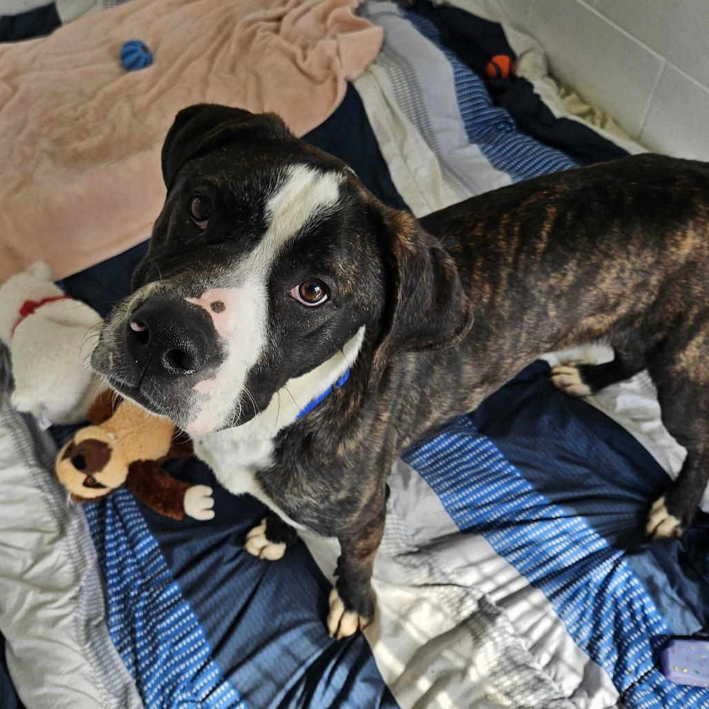 Enlarge Davis, a Adoptable Mixed Breed in Dover, NH image 2/2