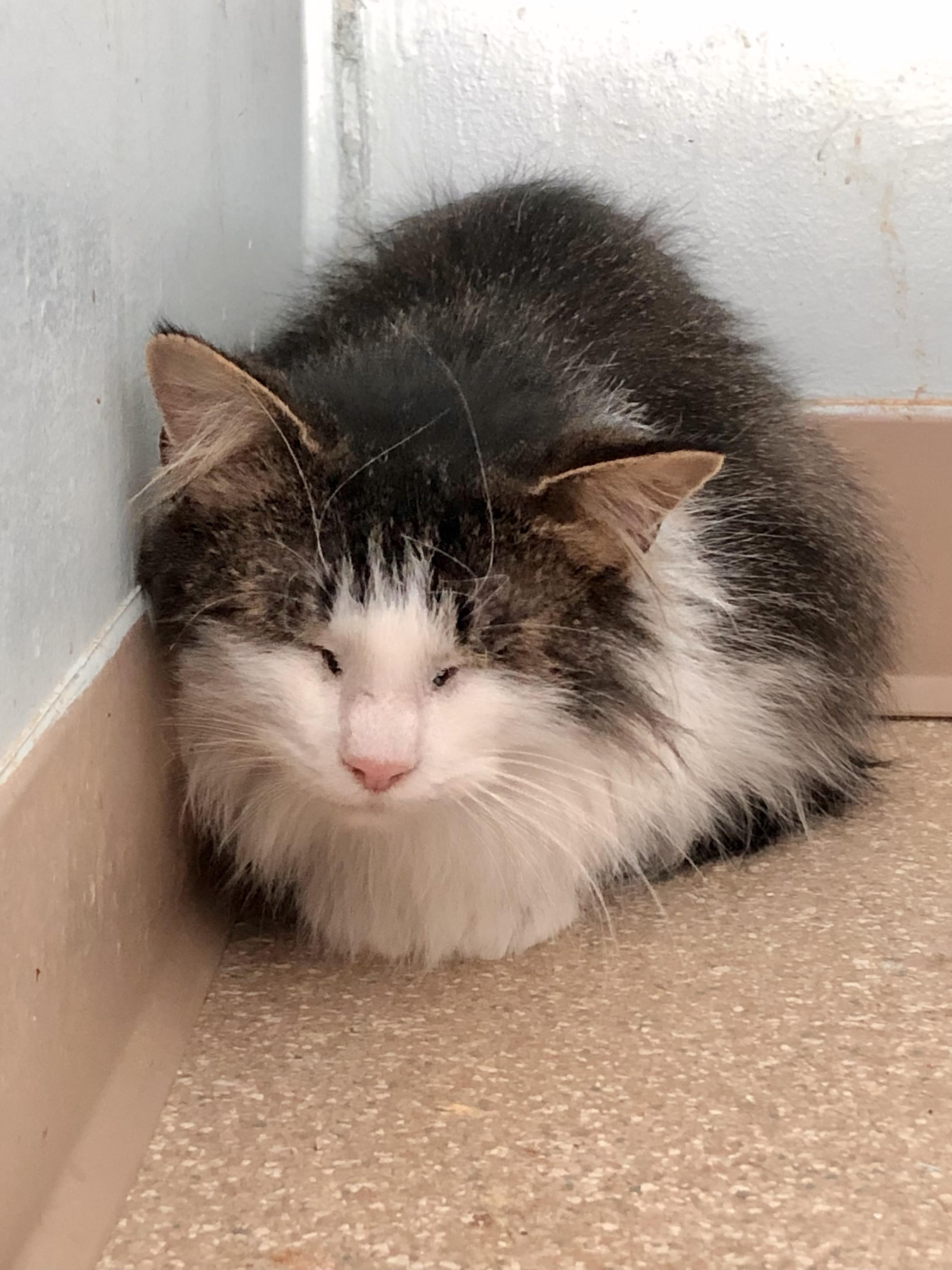 Enlarge Cookie Dough, a Adoptable Domestic Short Hair in Salisbury, MA image 2/5