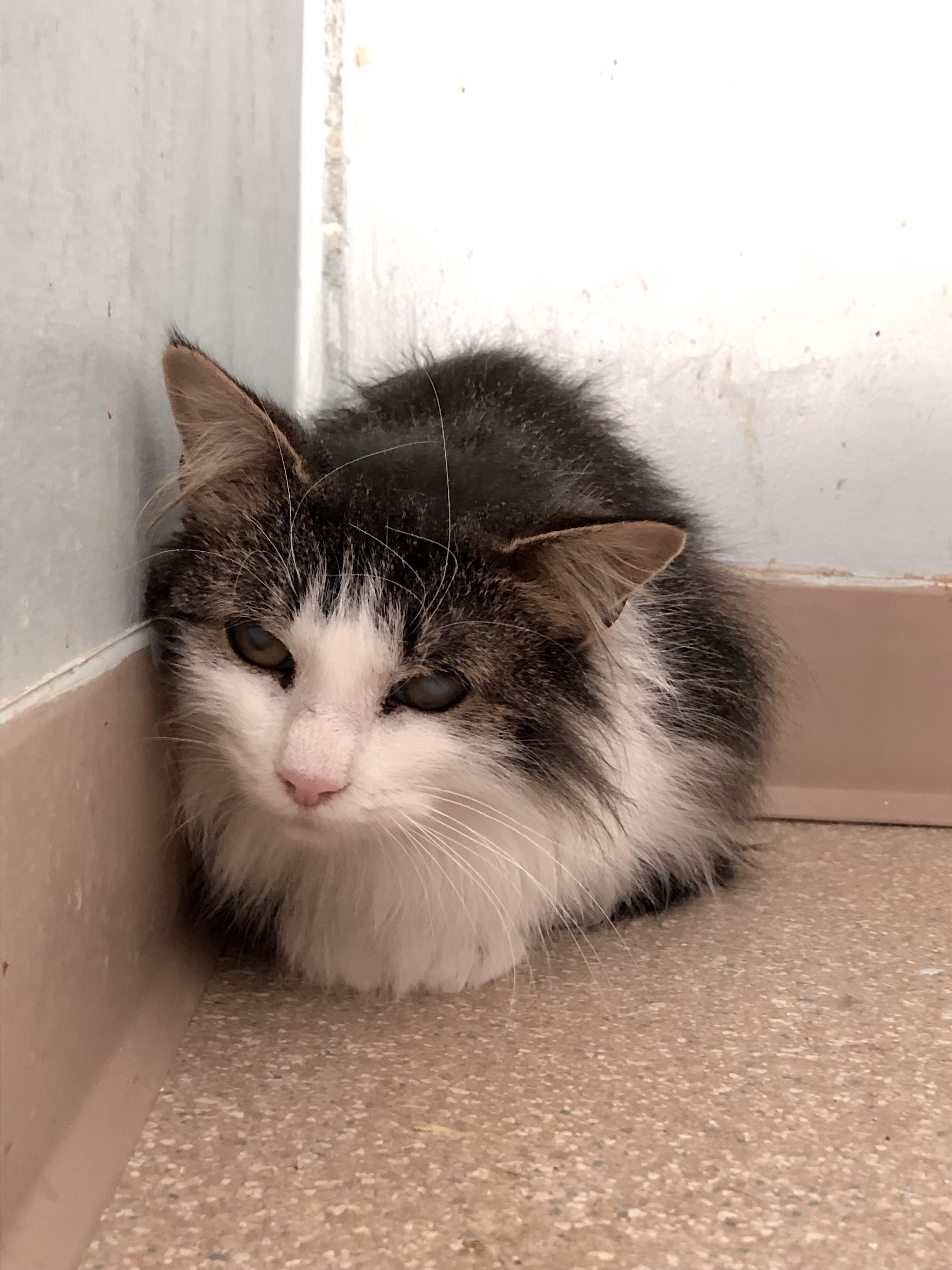 Enlarge Cookie Dough, a Adoptable Domestic Short Hair in Salisbury, MA image 3/5