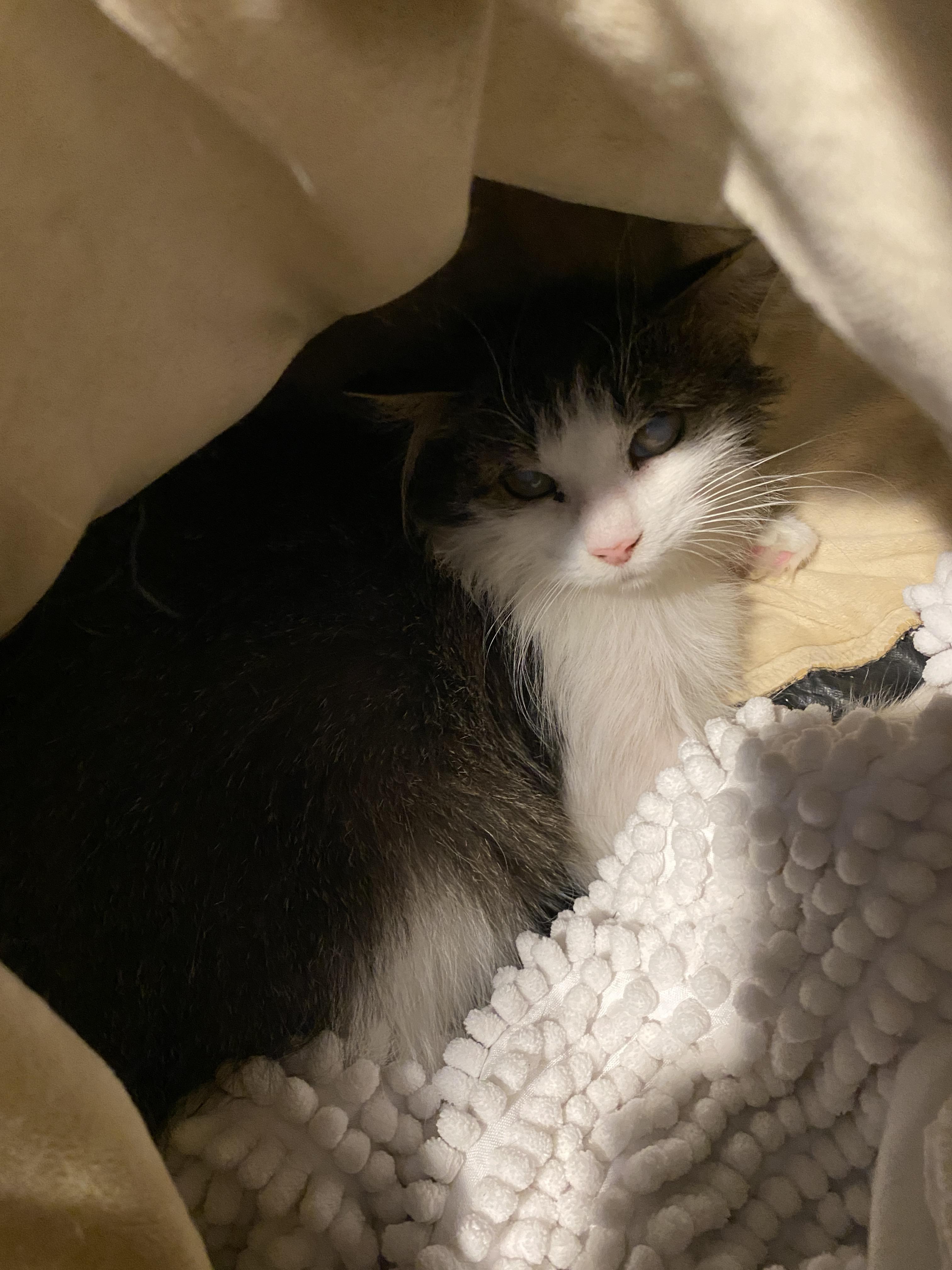 Enlarge Cookie Dough, a Adoptable Domestic Short Hair in Salisbury, MA image 3/5