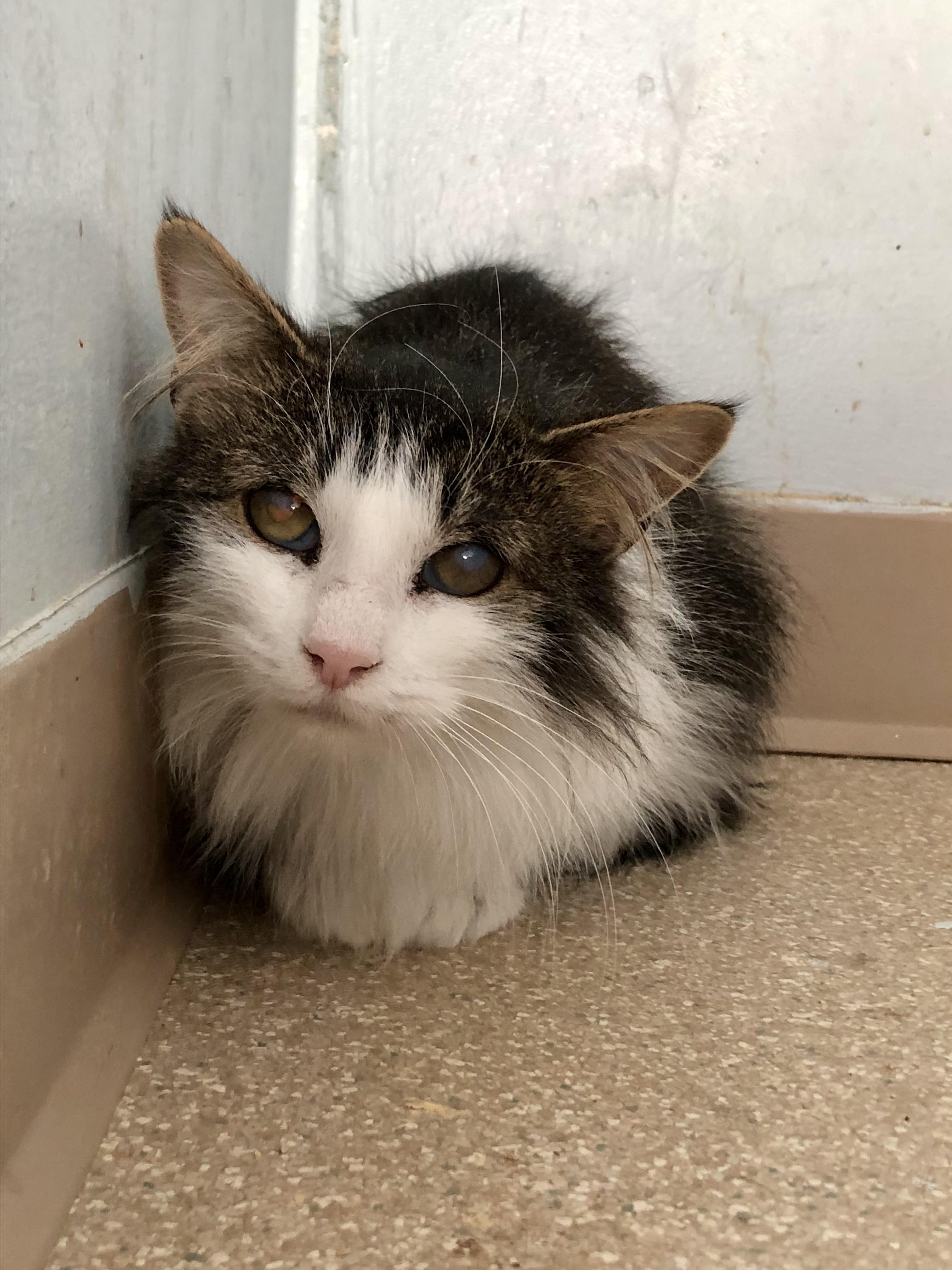Enlarge Cookie Dough, a Adoptable Domestic Short Hair in Salisbury, MA image 4/5