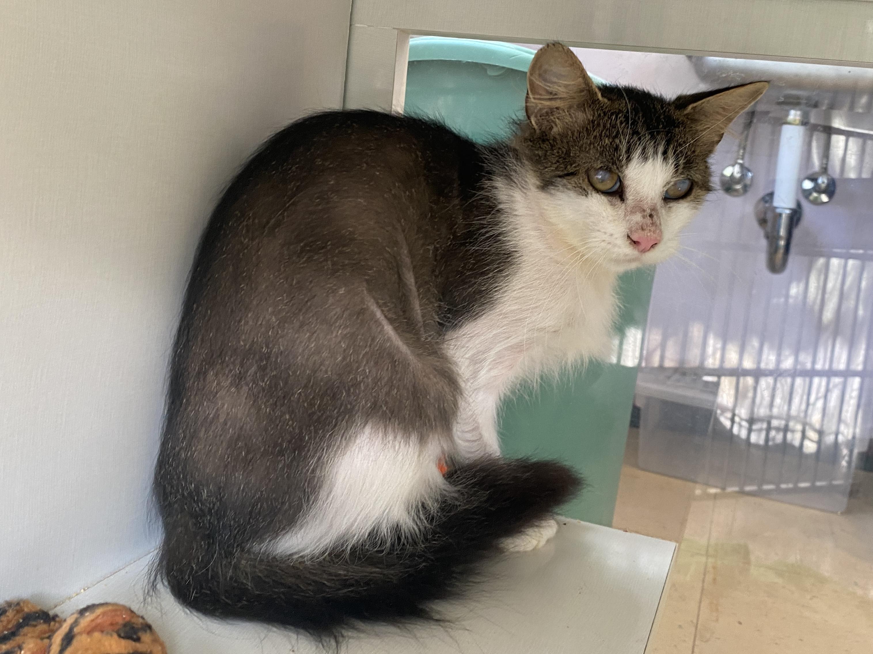 Enlarge Cookie Dough, a Adoptable Domestic Short Hair in Salisbury, MA image 2/5