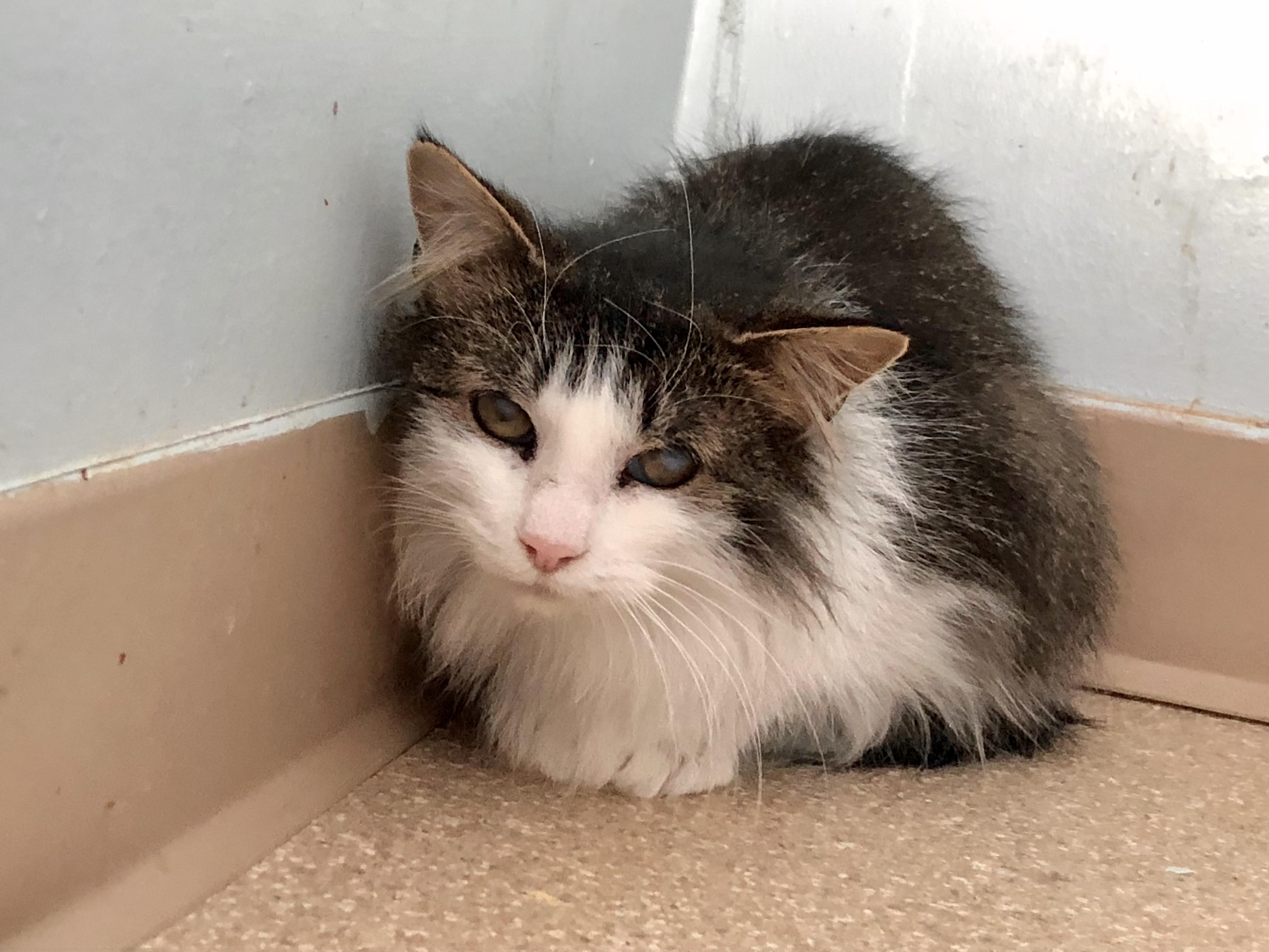 Enlarge Cookie Dough, a Adoptable Domestic Short Hair in Salisbury, MA image 1/5