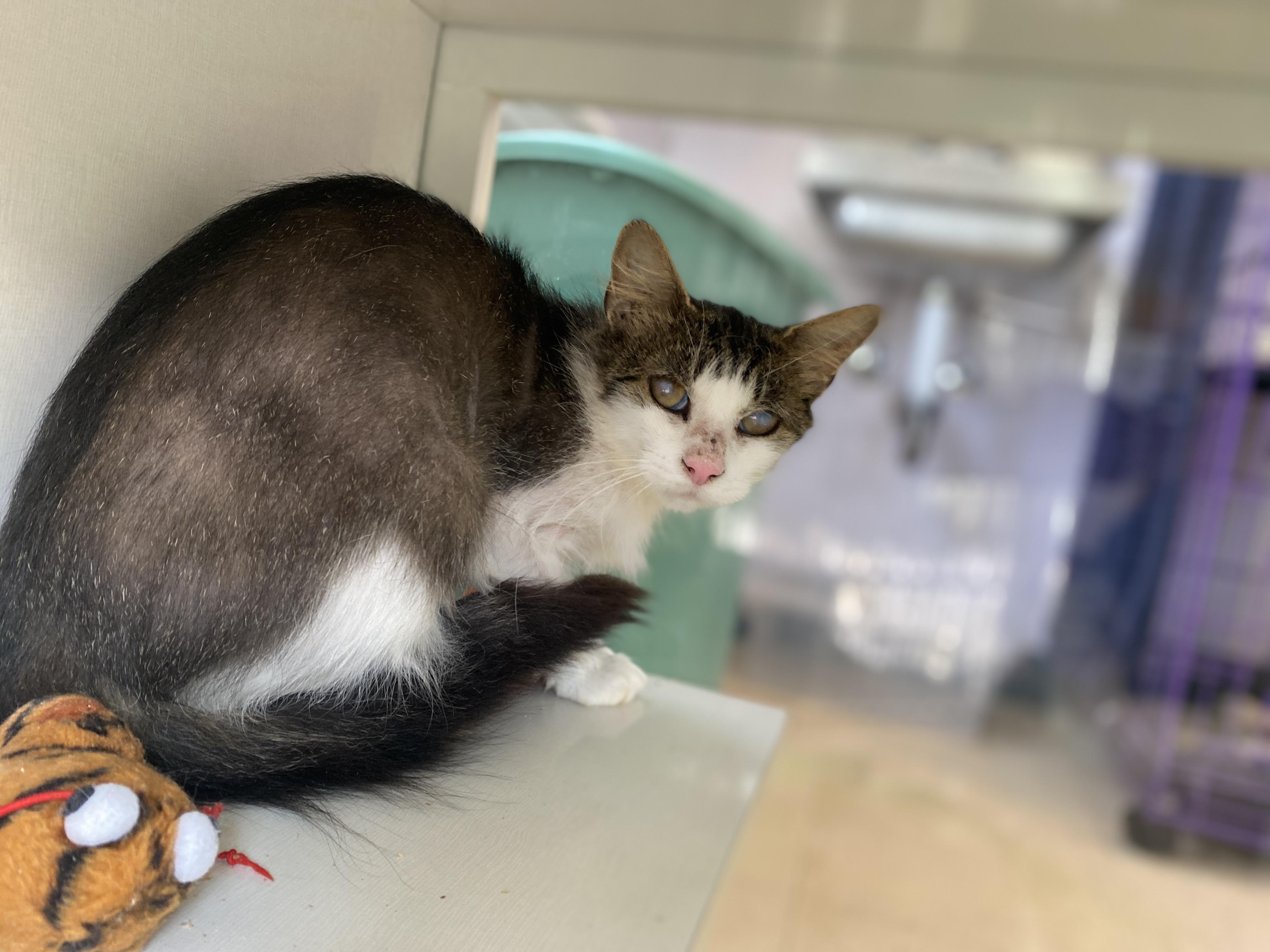 Enlarge Cookie Dough, a Adoptable Domestic Short Hair in Salisbury, MA image 5/5