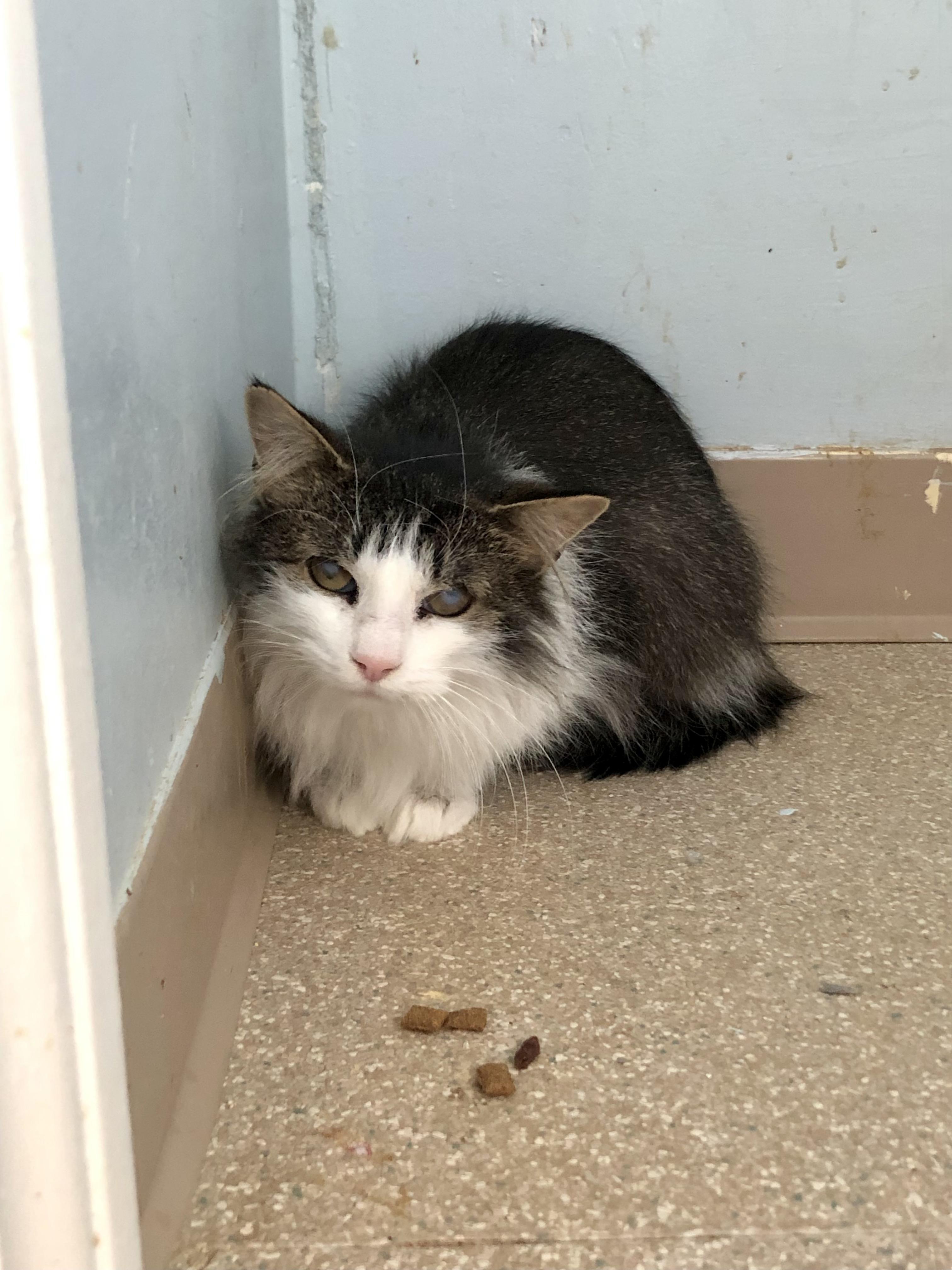 Enlarge Cookie Dough, a Adoptable Domestic Short Hair in Salisbury, MA image 5/5