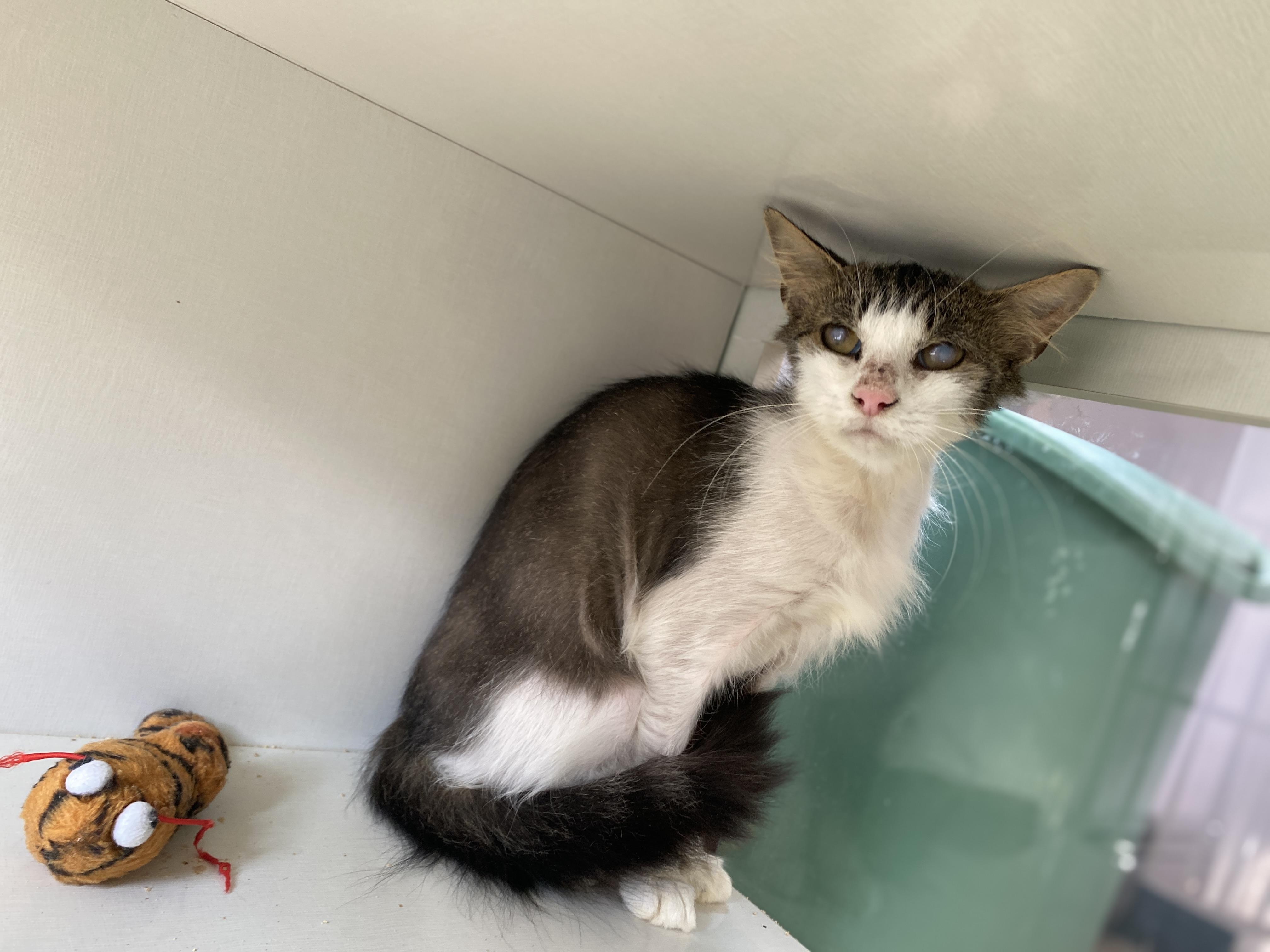 Enlarge Cookie Dough, a Adoptable Domestic Short Hair in Salisbury, MA image 1/5